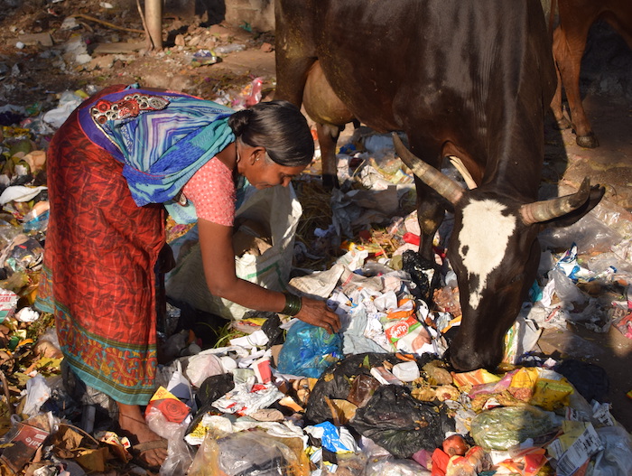 nachhaltig leben - frau und kuh suchen brauchbares im Müll in Indien