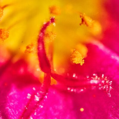 heuschnupfen-heilen-pollen-zoom
