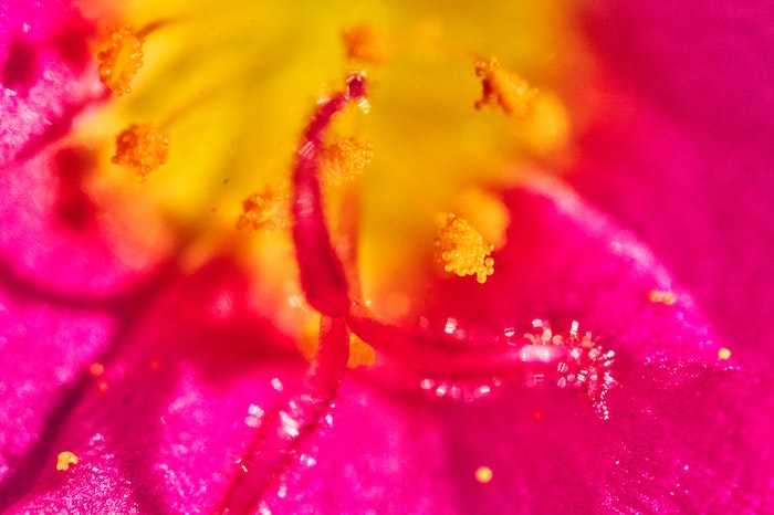 heuschnupfen-heilen-pollen-zoom
