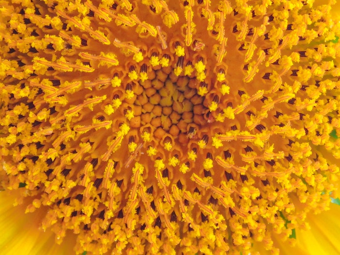 heuschnupfen-heilen-pollen