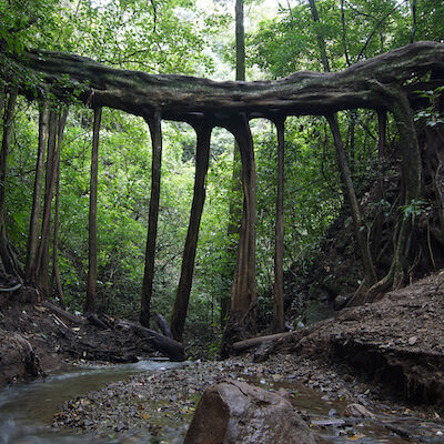 runtimes-laufen-im-wald-santa-elena-costa-rica Runtimes Laufen im Wald für die mentale Gesundheit