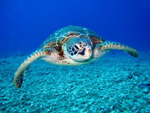 welt-schildkroeten-tag welt-schildkroeten-tag